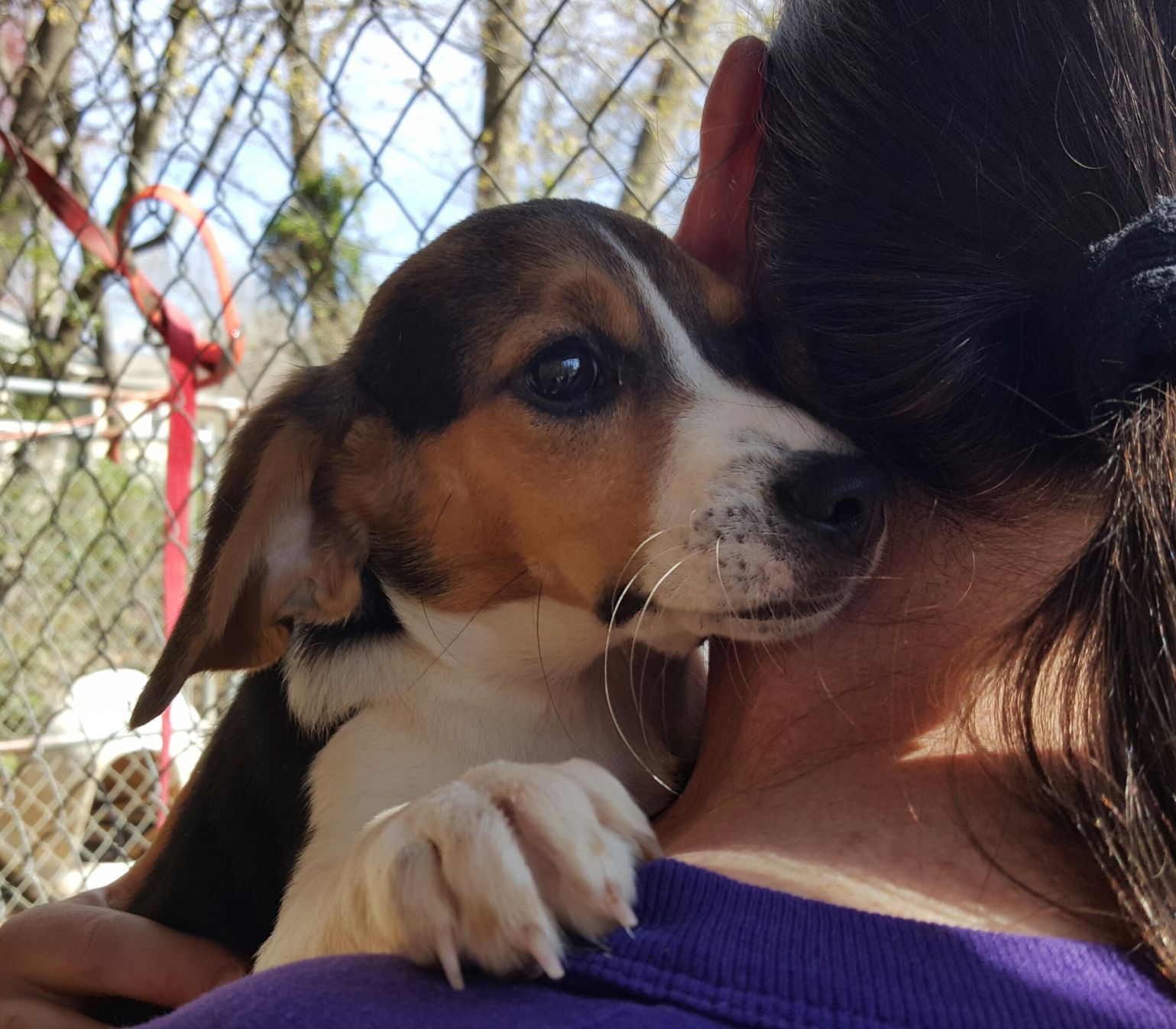 Advocates for Abused and Abandoned Pets (A3P) - Trixie.jpg